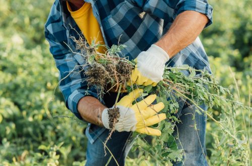 lawn mowing services near me yard maintenance garden maintenance near me gardening services near me grass cutting services near me garden maintenance gardening services lawn mowing service mowing services near me yard work near me lawn mowing lawn maintenance lawn service near me